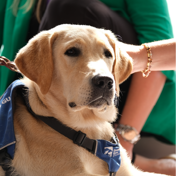 A yellow Labrador Retriever wearing a blue vest sits calmly as if ready for group travel. Its leash is held by a person whose hand and part of the green clothing are visible. The dog has a gentle expression, and sunlight highlights its fur.